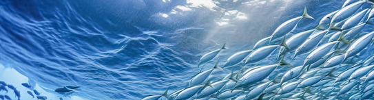 Итоги промысла в Енисейском рыбохозяйственном районе в 2025 году