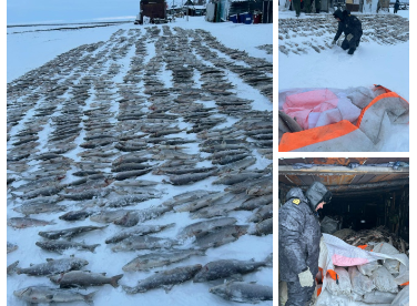 Пресечено браконьерство на Таймыре: ущерб водным биоресурсам исчисляется миллионами